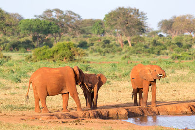 Elephant in a field