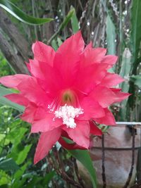 Close-up of pink hibiscus blooming outdoors