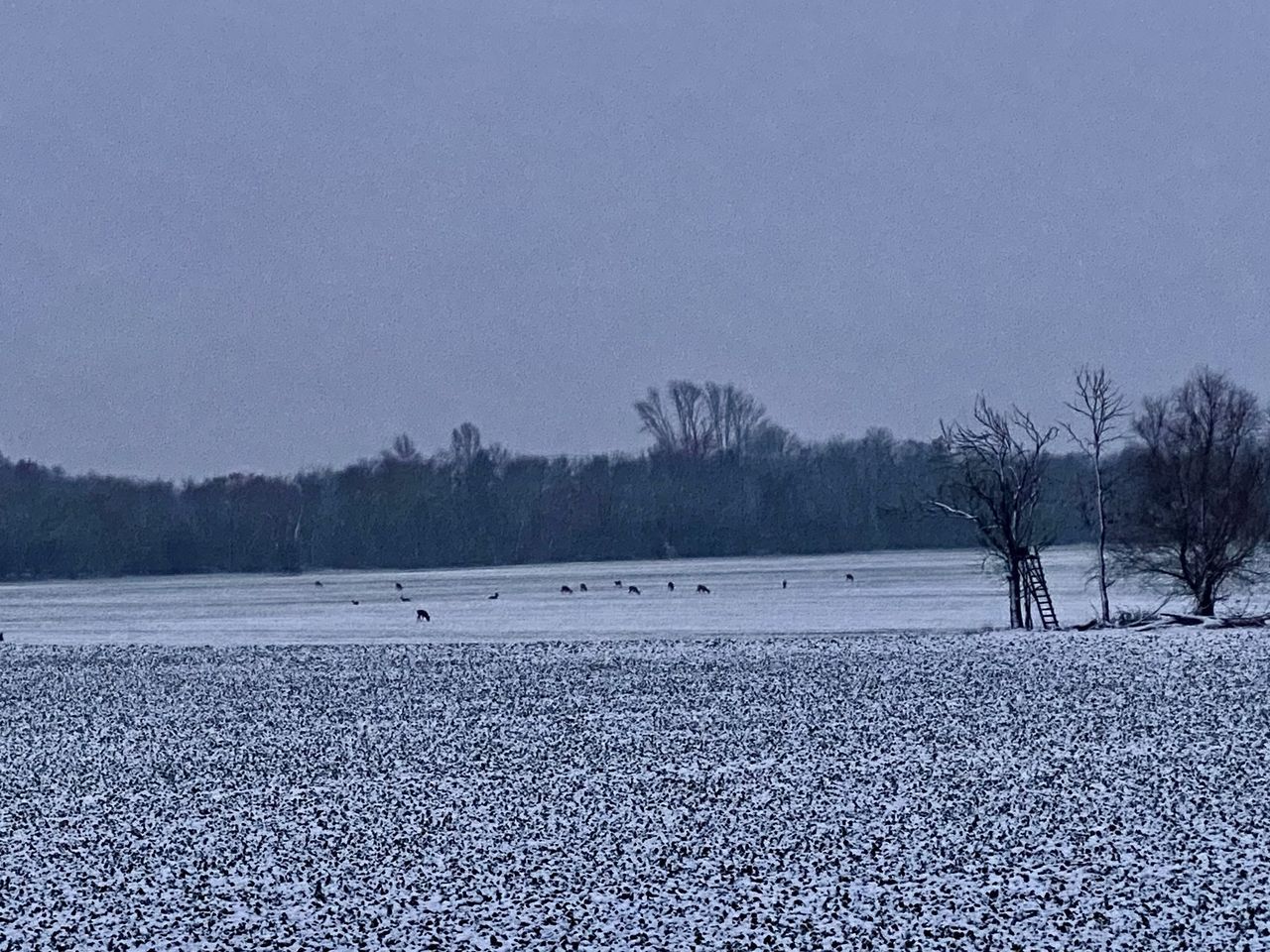 snow, winter, cold temperature, tree, nature, sky, scenics - nature, environment, beauty in nature, plant, tranquil scene, tranquility, land, landscape, no people, water, frost, freezing, non-urban scene, day, horizon, lake, frozen, animal, shore, outdoors, animal themes, animal wildlife, morning, wildlife, bird