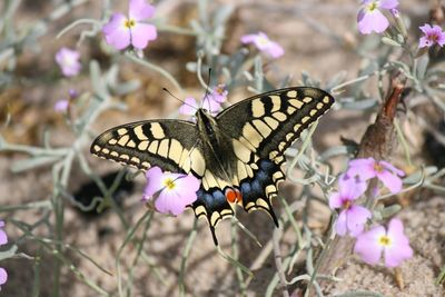 Close-up of butterfly on pink flower