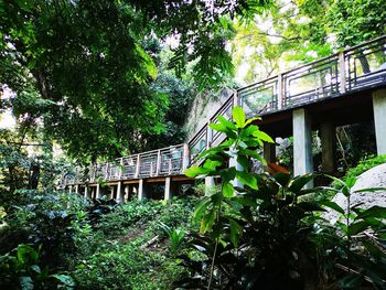 Low angle view of bridge over trees in forest