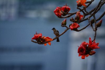 Red flowers blooming on tree