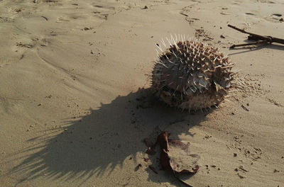 High angle view of crab on sand