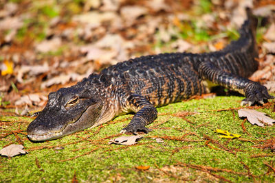 Close-up of a gator on field