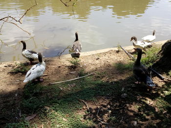 Ducks swimming on lake