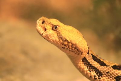 Close-up of lizard