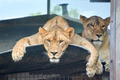 Cats lying down