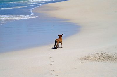 High angle view of puppy standing at beach