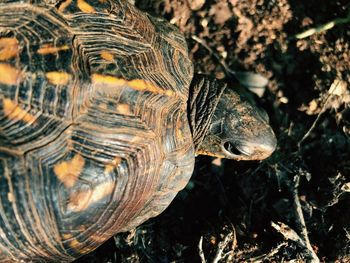 Close-up of turtle on field