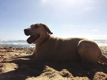 Close-up of dog sitting on beach against sky