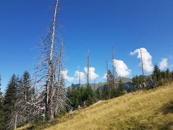 Low angle view of trees on field against clear blue sky