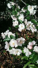 White flowers blooming in spring