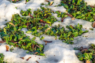 High angle view of a reptile on a field