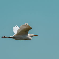 Low angle view of bird flying against clear blue sky