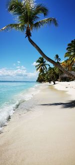 Palm trees on beach against sky