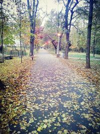 Surface level of trees in park