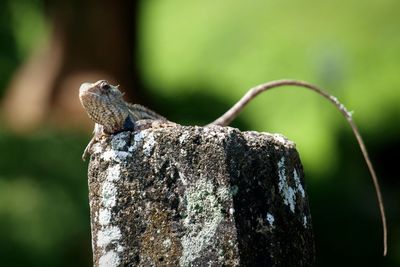 Close-up of a lizard on tree