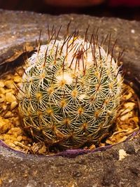 Close-up of cactus