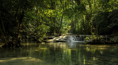 Scenic view of waterfall in forest