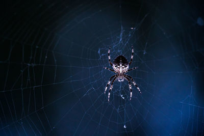 Close-up of spider web