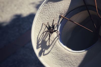 High angle view of insect on floor