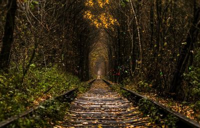 Railroad track amidst trees at forest