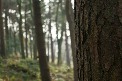 Close-up of tree trunk in forest