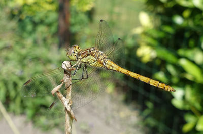 Close-up of insect