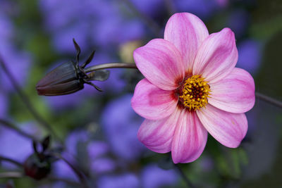 Close-up of butterfly pollinating on pink flower