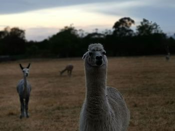 Closeup of alpaca