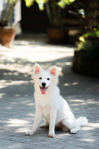 Portrait of white dog on footpath