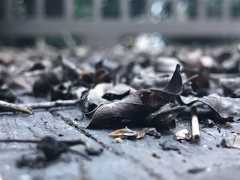 Close-up of crab on dry land