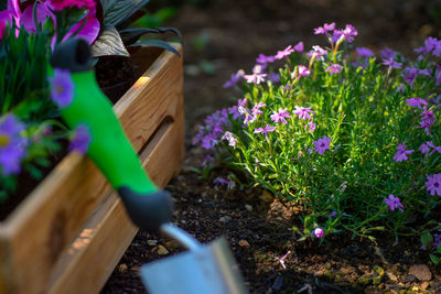 Gardening. crate full of flowerpots and garden tools ready for planting in sunny garden. 