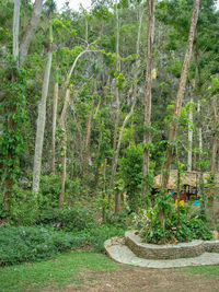 Trees and plants in forest