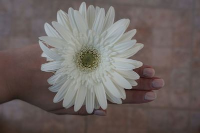 Macro shot of daisy flower