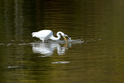 Swans swimming in lake