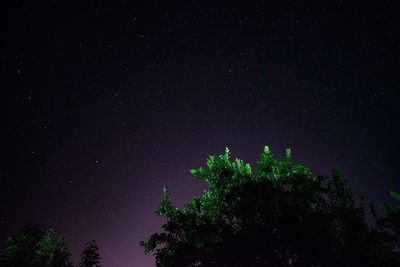 Low angle view of tree against sky at night