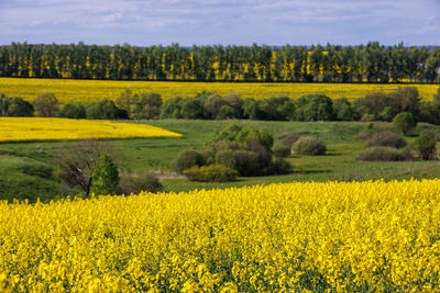 rapeseed