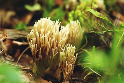 Close-up of flowering plant