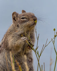 Momma chipmunk or ground squirrel tests a flower before eating it