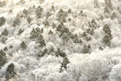 High angle view of tree in forest