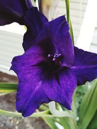 Close-up of purple iris flower