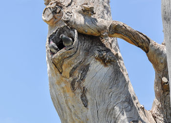 Low angle view of pigeons perching in tree hole