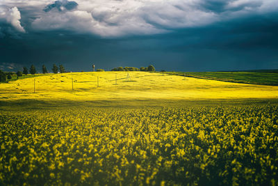 Rapeseed field