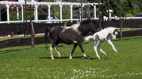 Horse grazing on field