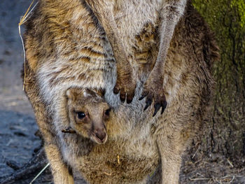 Close-up portrait of lion