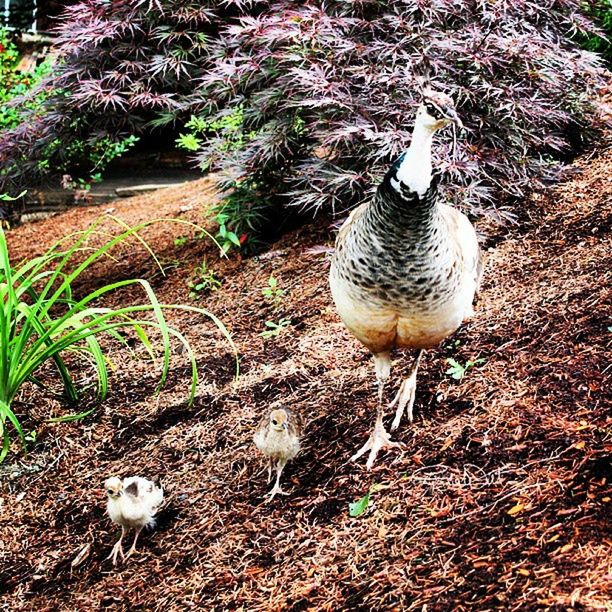 Peahen