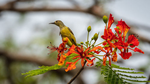 View of bird perching on plant