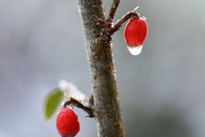 Close-up of red berries growing on tree