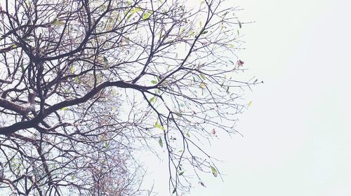 Low angle view of bare trees against clear sky